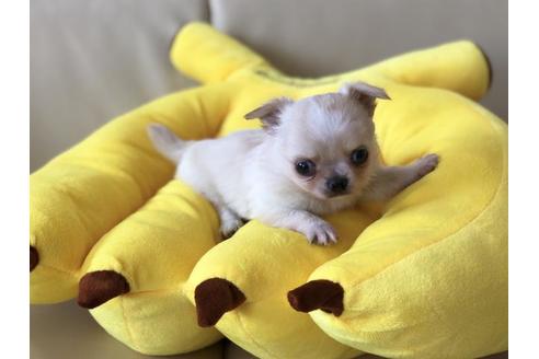 成約済の香川県のチワワ(ロングコート)-53236の2枚目